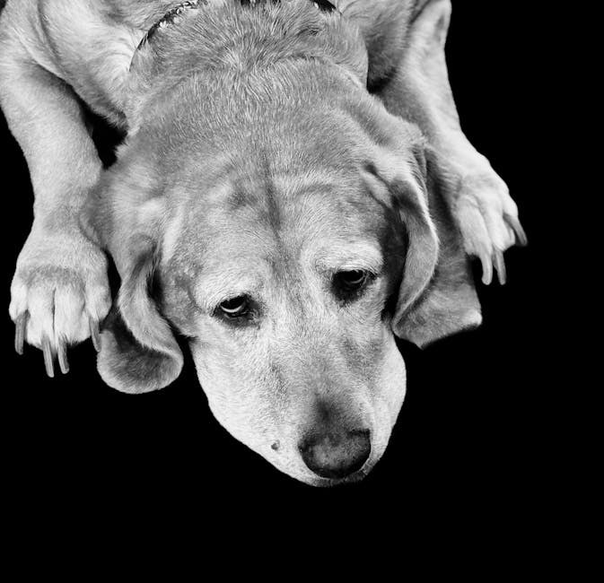 Ventrikularni septalni defekt kod pasa: simptomi, uzroci i liječenje