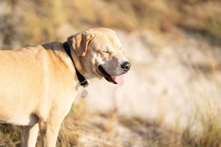 Ventrikularni septalni defekt kod pasa: simptomi, uzroci i liječenje