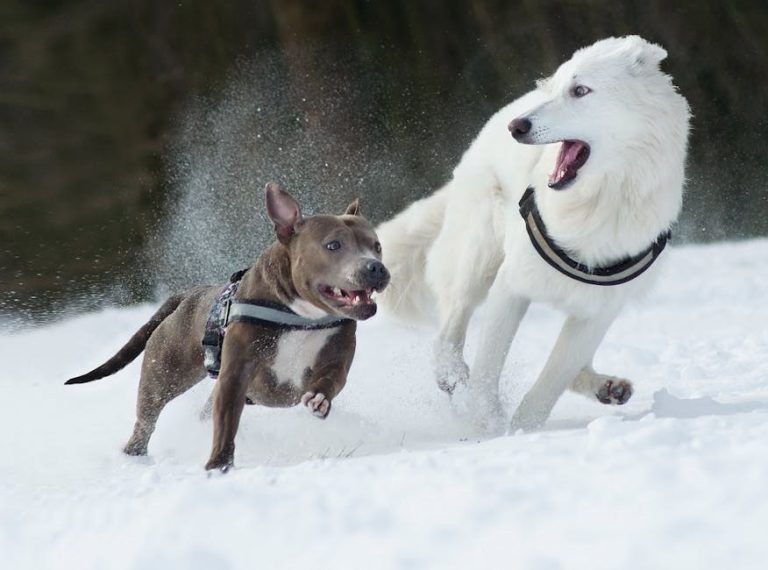 Ventrikularni septalni defekt kod pasa: simptomi, uzroci i liječenje