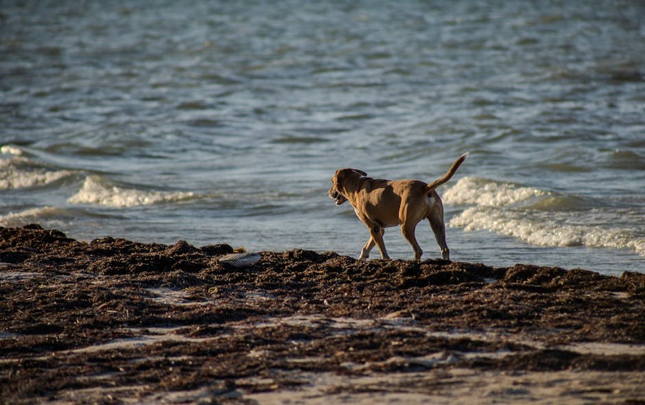 Megakolon kod pasa: simptomi, uzroci i liječenje