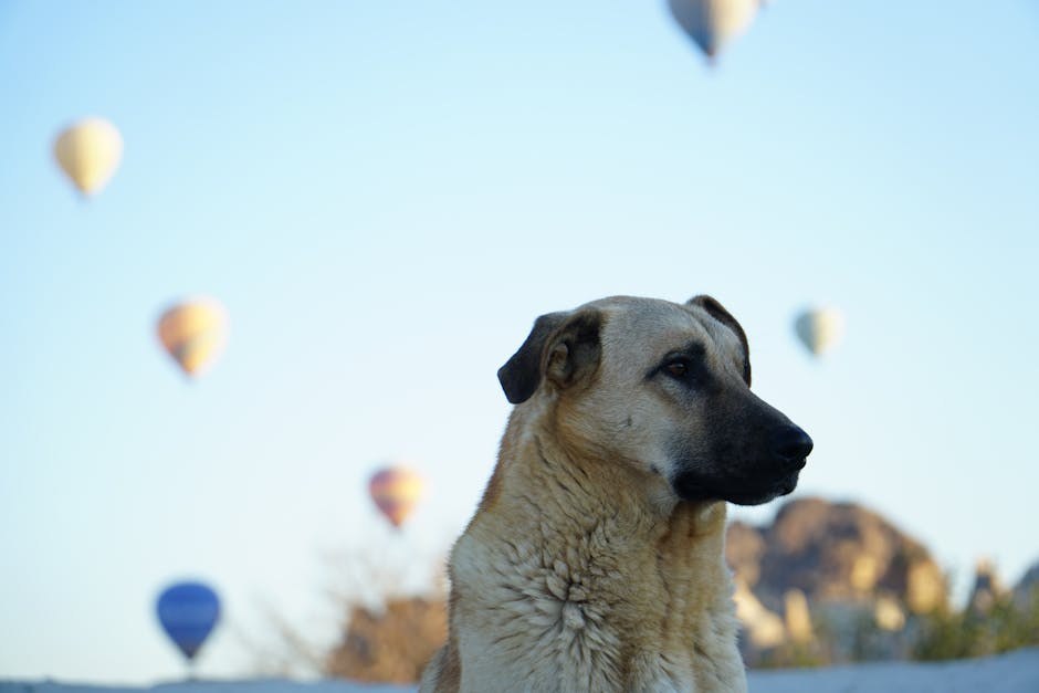 Megakolon kod pasa: simptomi, uzroci i liječenje