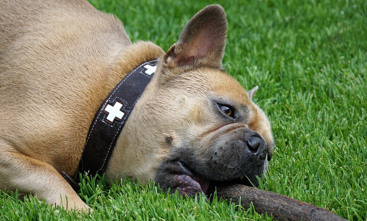 8 prirodnih pripravaka za pse koji imaju sezonske alergije