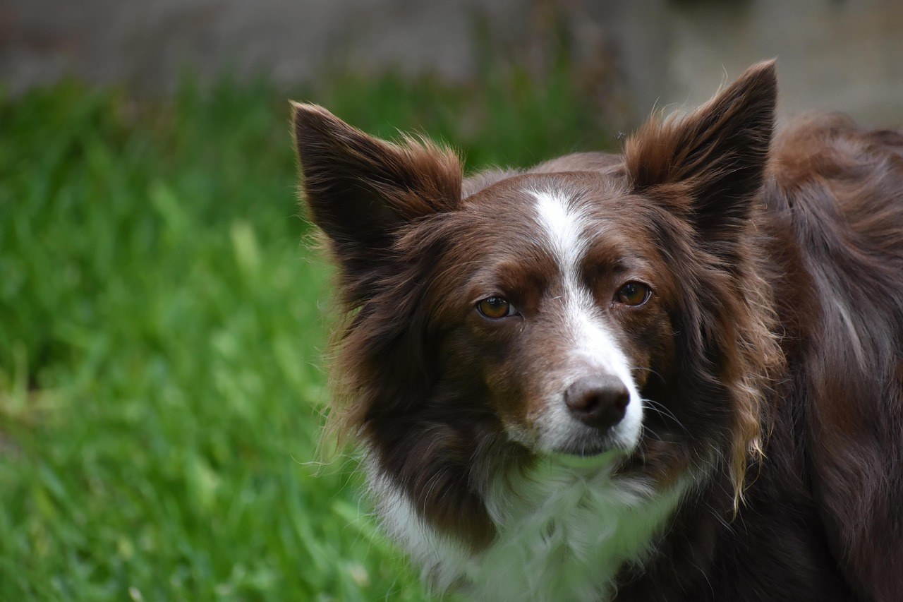 Rascijepljeno nepce kod pasa: simptomi, uzroci i liječenje