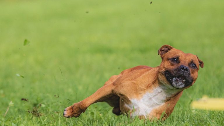 Koronavirusna infekcija kod pasa: simptomi, uzroci i liječenje