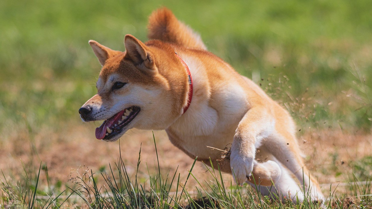 Koronavirusna infekcija kod pasa: simptomi, uzroci i liječenje