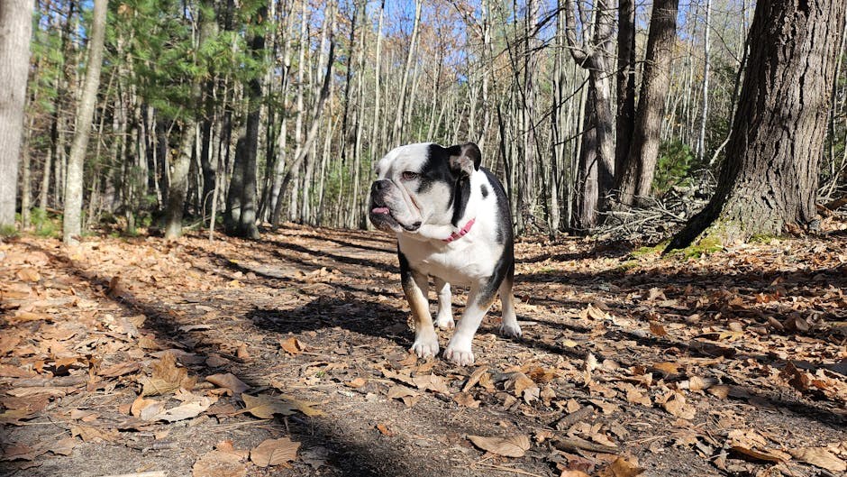 Trovanje ugljičnim monoksidom kod pasa: simptomi, uzroci i liječenje