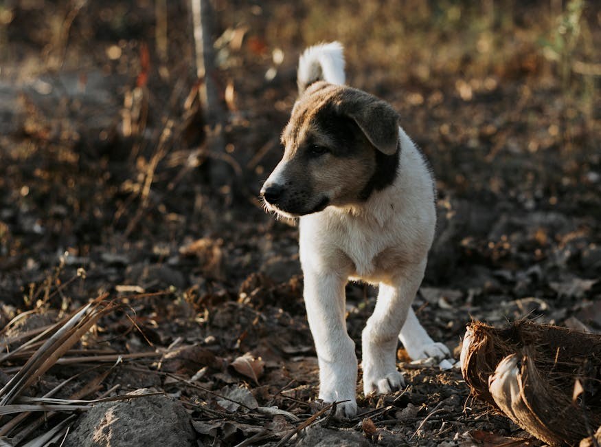 Trovanje ugljičnim monoksidom kod pasa: simptomi, uzroci i liječenje