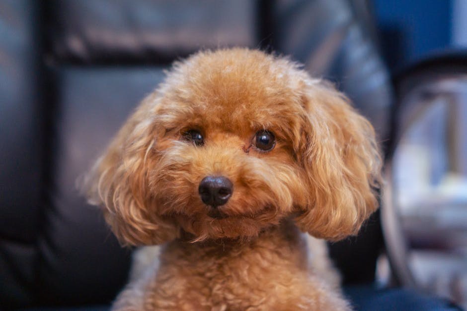 Trovanje ugljičnim monoksidom kod pasa: simptomi, uzroci i liječenje