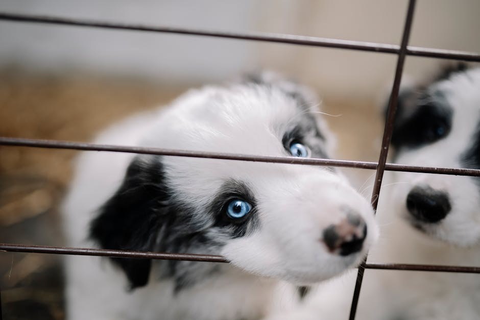 Smiju li psi jesti marelice? Je li marelica sigurna za pse?