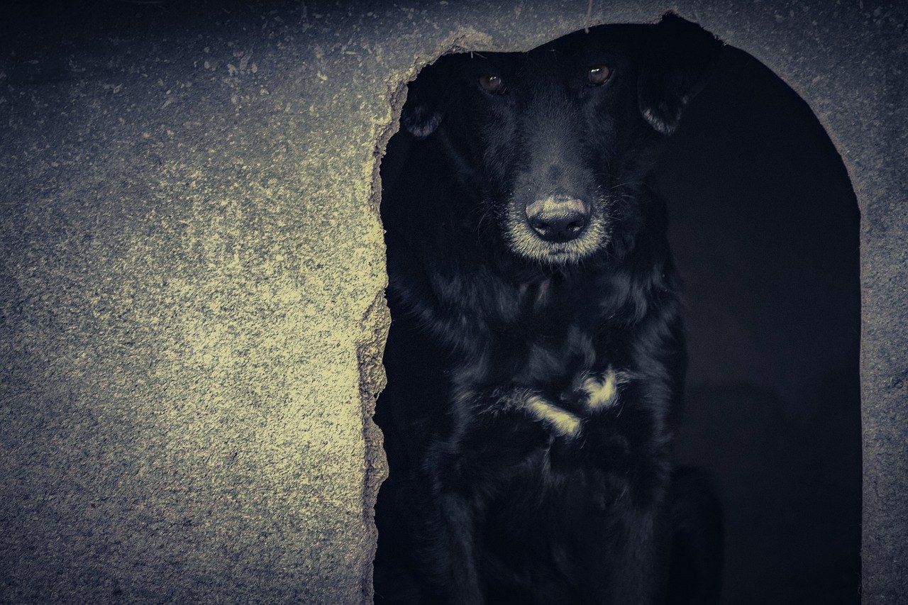 Smiju li psi jesti marelice? Je li marelica sigurna za pse?