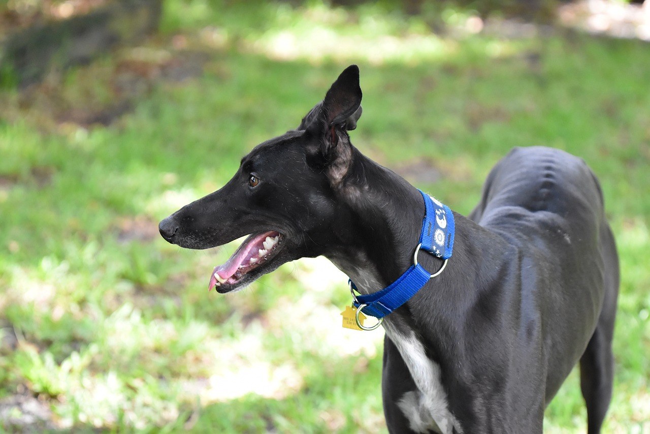 Smiju li psi jesti marelice? Je li marelica sigurna za pse?