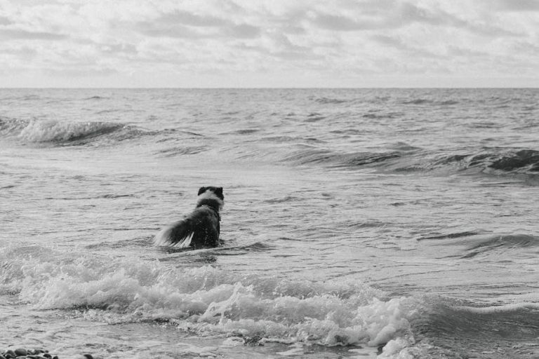 Hipostenurija kod pasa: simptomi, uzroci i liječenje