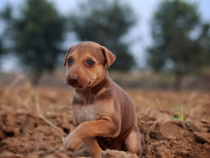 Koliko riječi razumiju službeni psi i kako to čini obuku dostupnijom