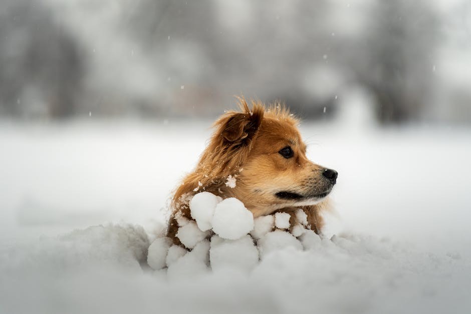 Smiju li psi jesti kruh i je li kruh siguran za pse