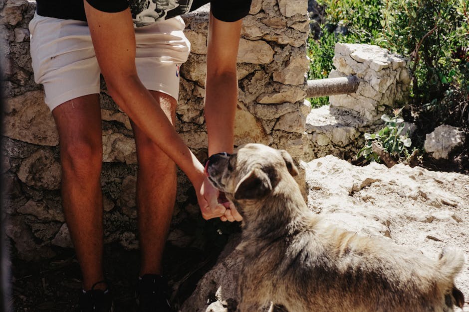 Smiju li psi jesti kruh i je li kruh siguran za pse