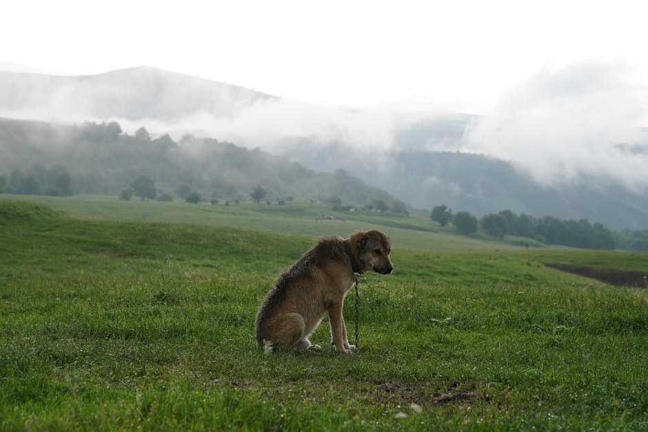 Smiju li psi jesti kruh i je li kruh siguran za pse
