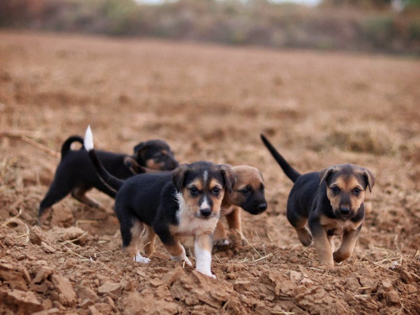 4 stvarna primjera govora tijela psa