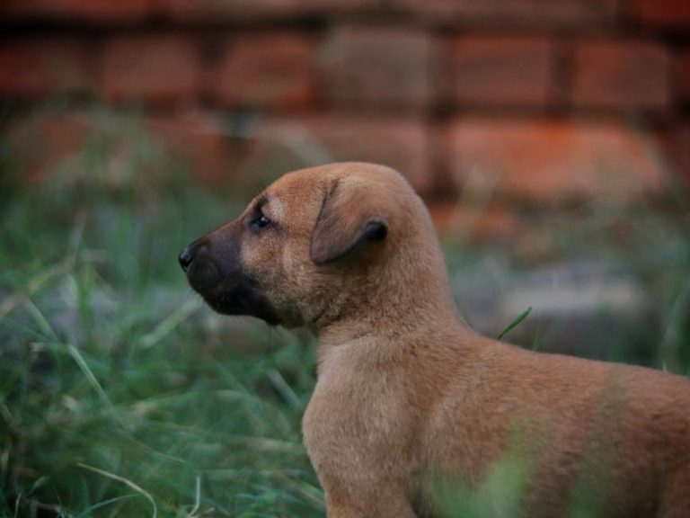 4 stvarna primjera govora tijela psa