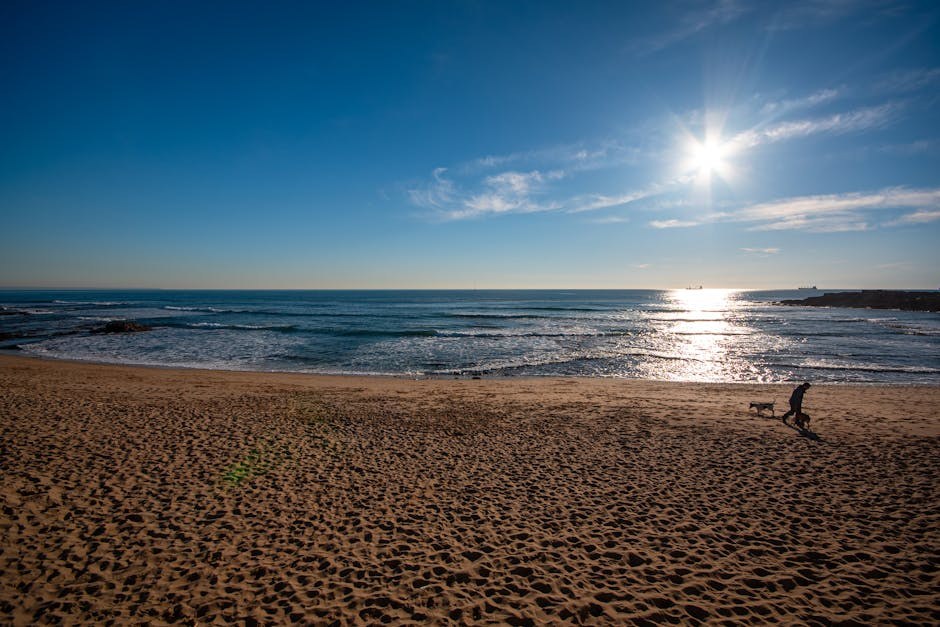 Prva pomoć za kućne ljubimce: kako zaustaviti krvarenje psa u hitnim situacijama