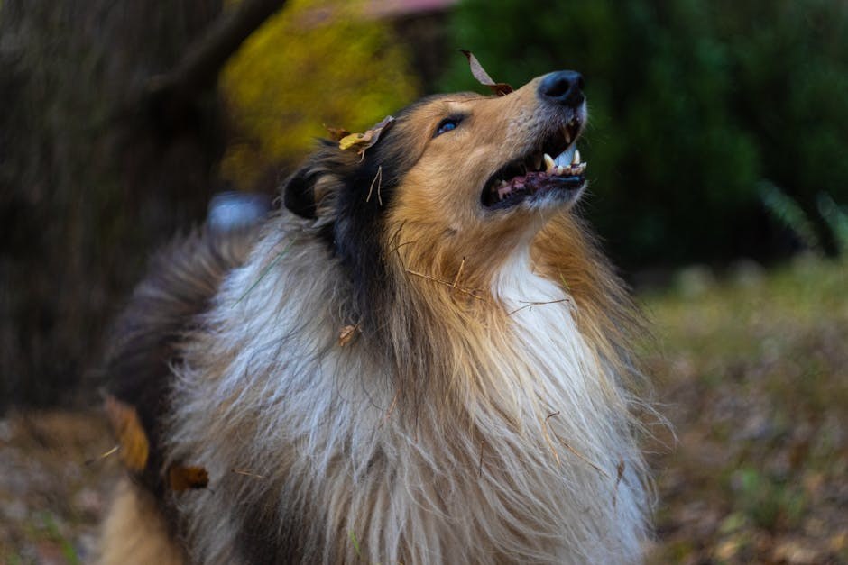 Agresija pasa prema drugim psima: znakovi, liječenje i prevencija