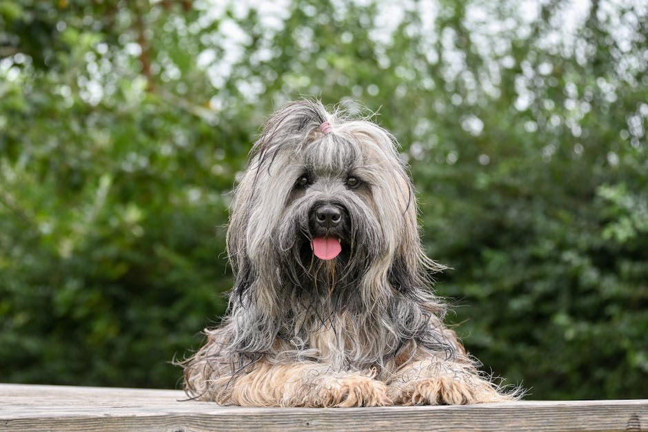 Agresija pasa prema drugim psima: znakovi, liječenje i prevencija