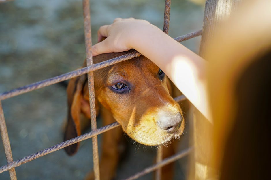 Coonhound paraliza kod pasa: simptomi, uzroci i liječenje
