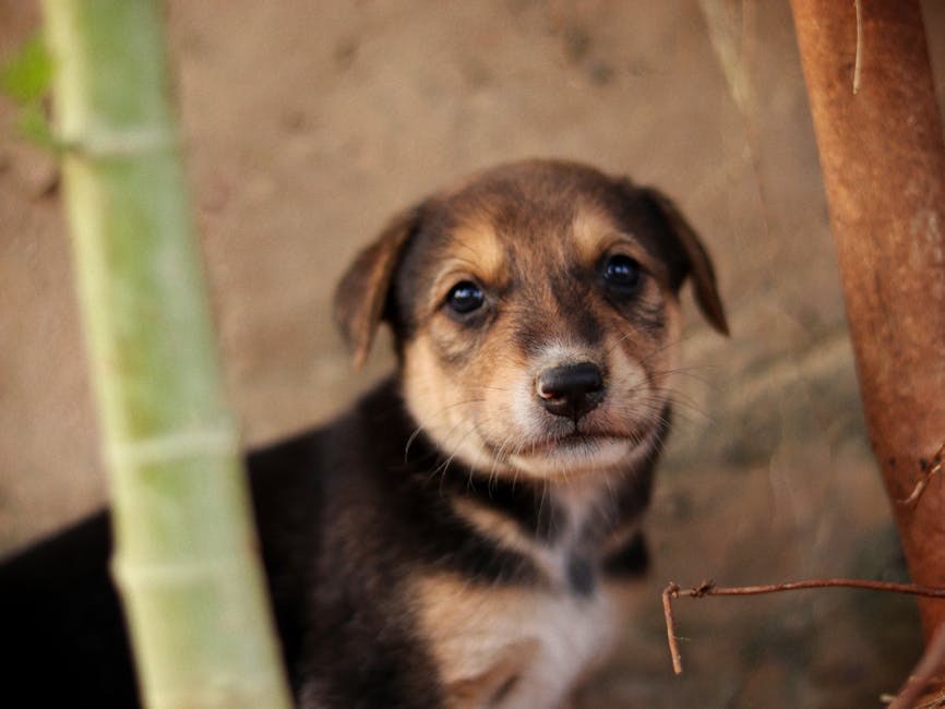 Salmonela i povlačenje psećih poslastica Dog Gone Dog Treats u Massachusettsu