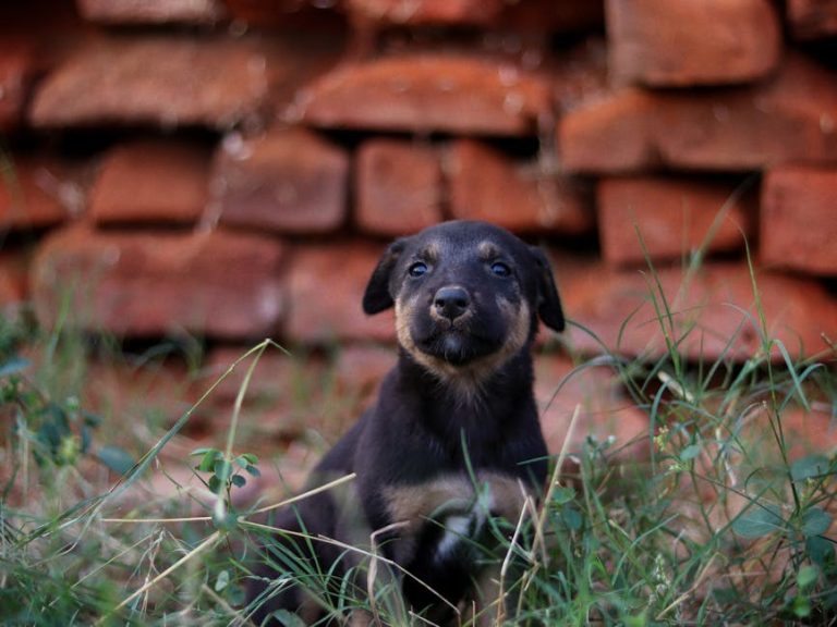 Salmonela i povlačenje psećih poslastica Dog Gone Dog Treats u Massachusettsu