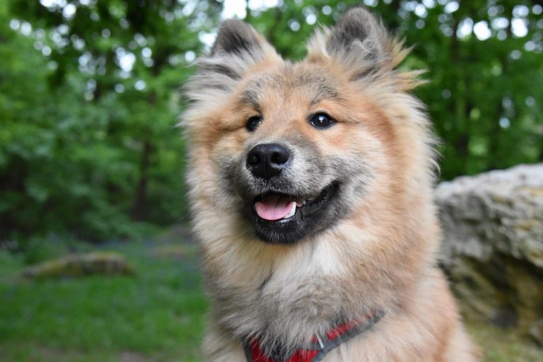 10 najčešćih načina na koje dolazi do otrovanja pasa