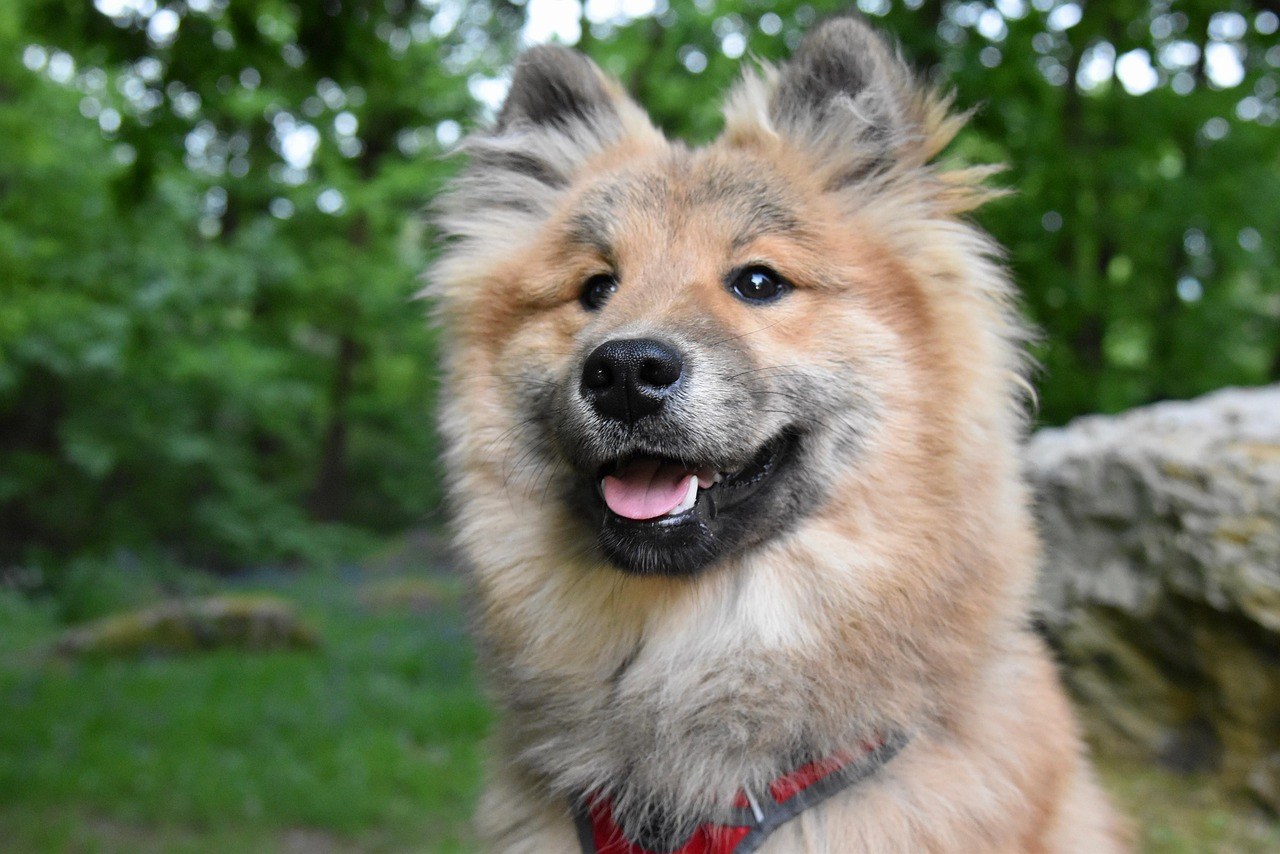 10 najčešćih načina na koje dolazi do otrovanja pasa