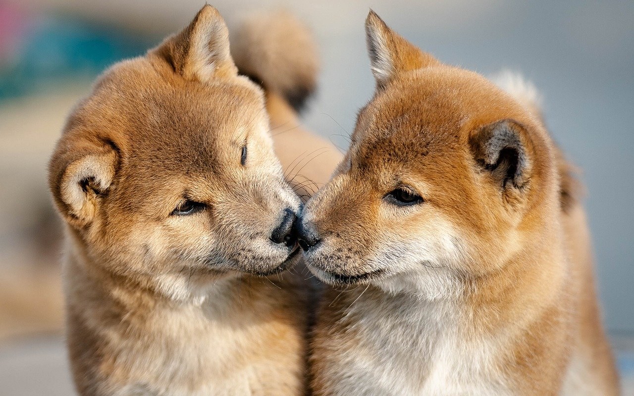 Smiju li psi jesti endiviju ? Je li endivija sigurna za pse?