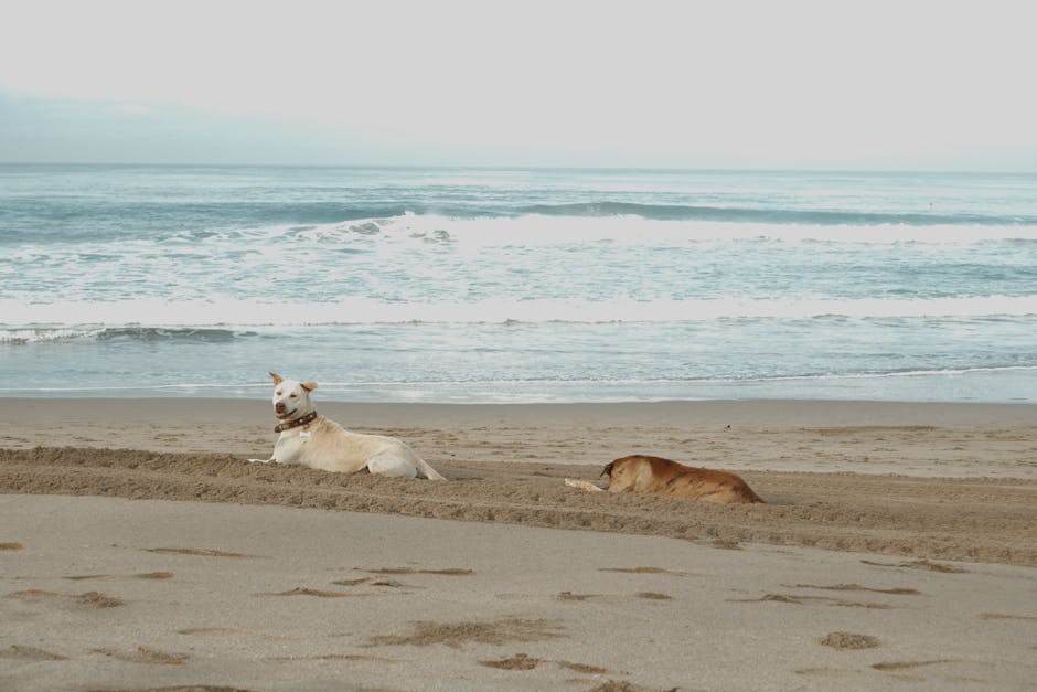 Depresija kod pasa: simptomi, uzroci i liječenje