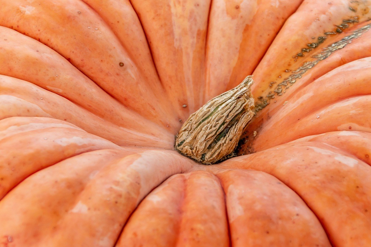 Zašto pseće šape mirišu na kukuruzni čips Fritos