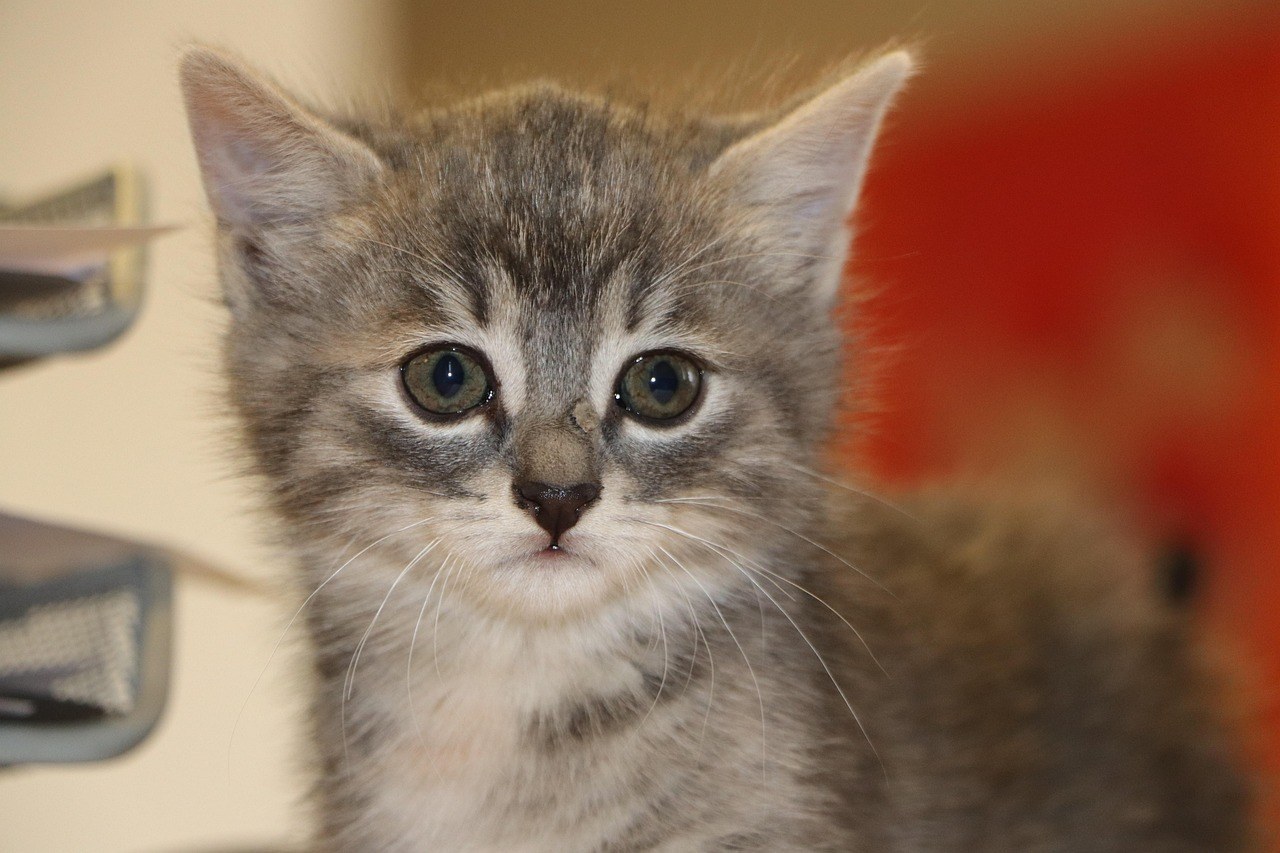 Smiju li psi jesti ananasku guavu i je li sigurna za pse?