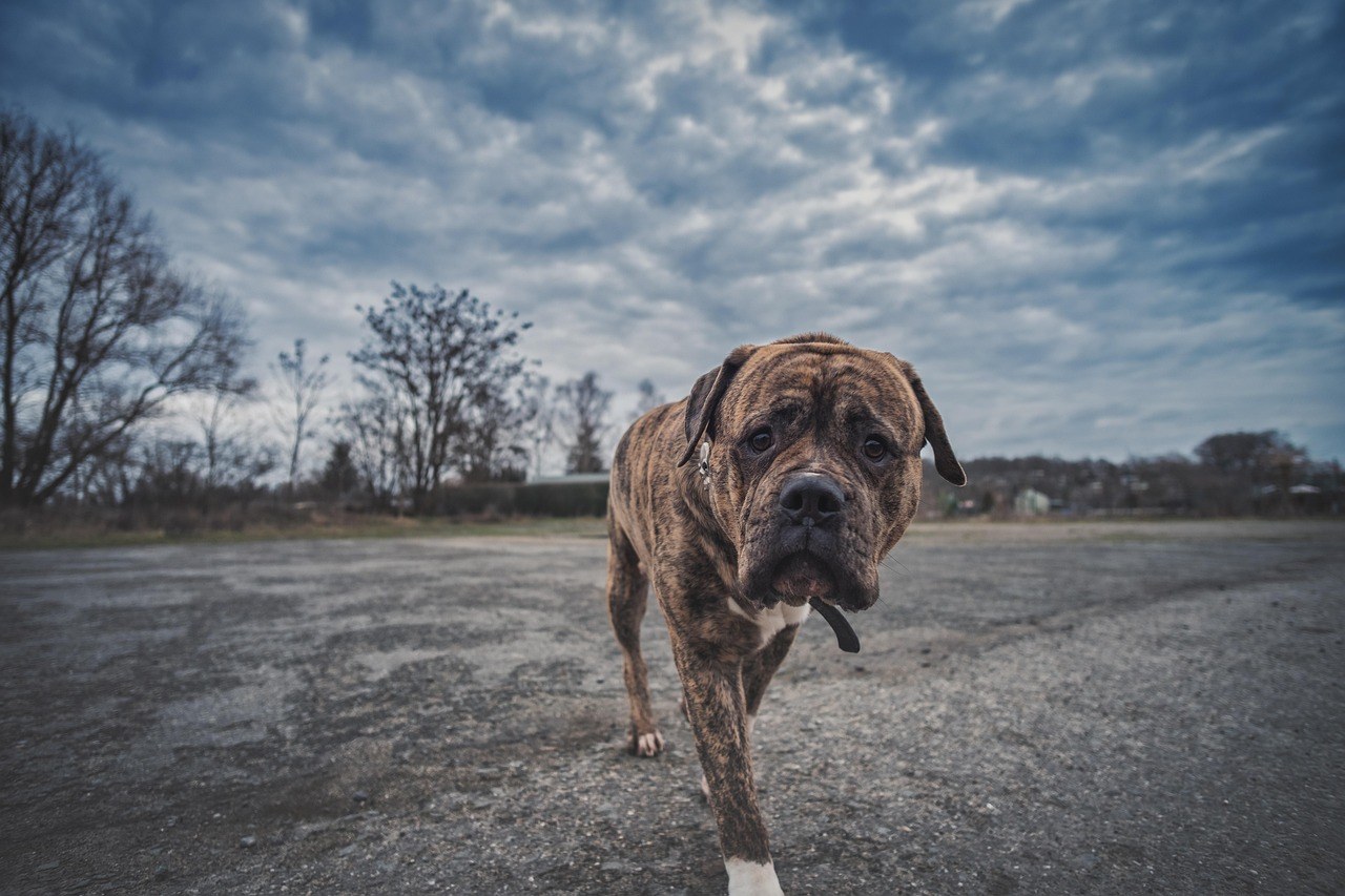 Smiju li psi jesti poriluk i je li siguran za pse?