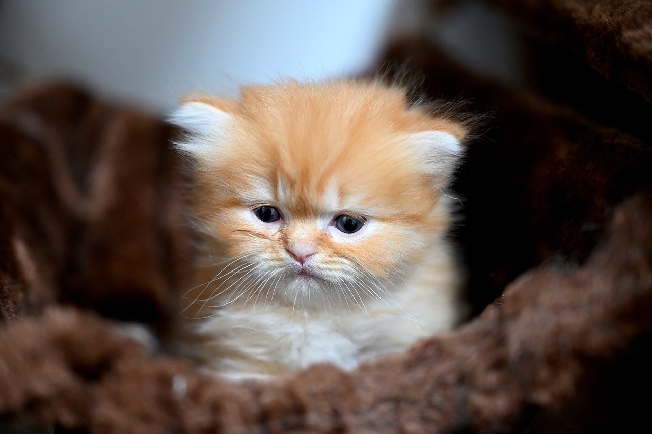 5 načina kako razvedriti deprimiranog psa