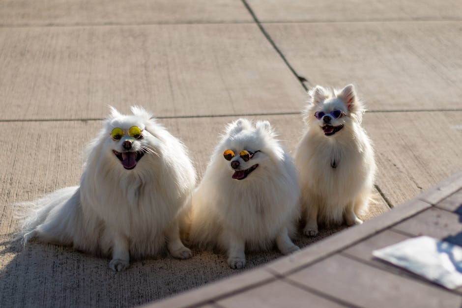 Zlatne duše, sijeda lica: 8 savjeta za šetanje starijih pasa