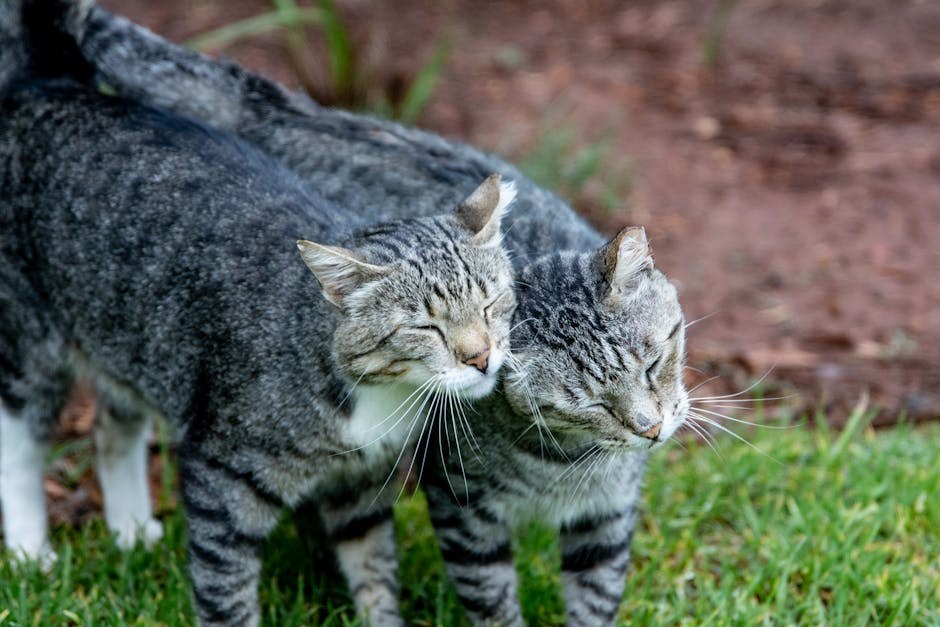 Dijabetička hepatopatija kod pasa: simptomi, uzroci i liječenje