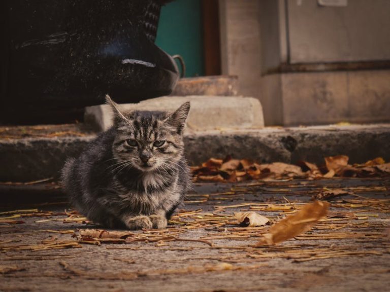 Gastrointestinalna reakcija na hranu kod pasa: simptomi, uzroci i liječenje