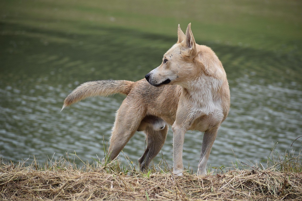 Utjeha pasa: psi čitaju naše emocije kako bismo se osjećali bolje