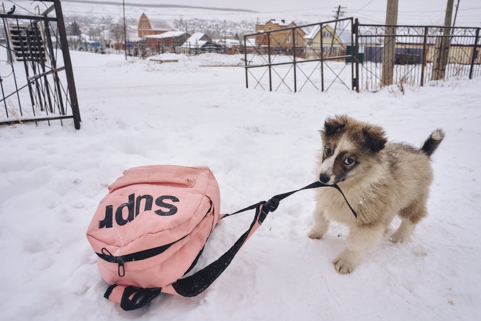 Smije li pas jesti rukolu? Je li sigurna za pse?