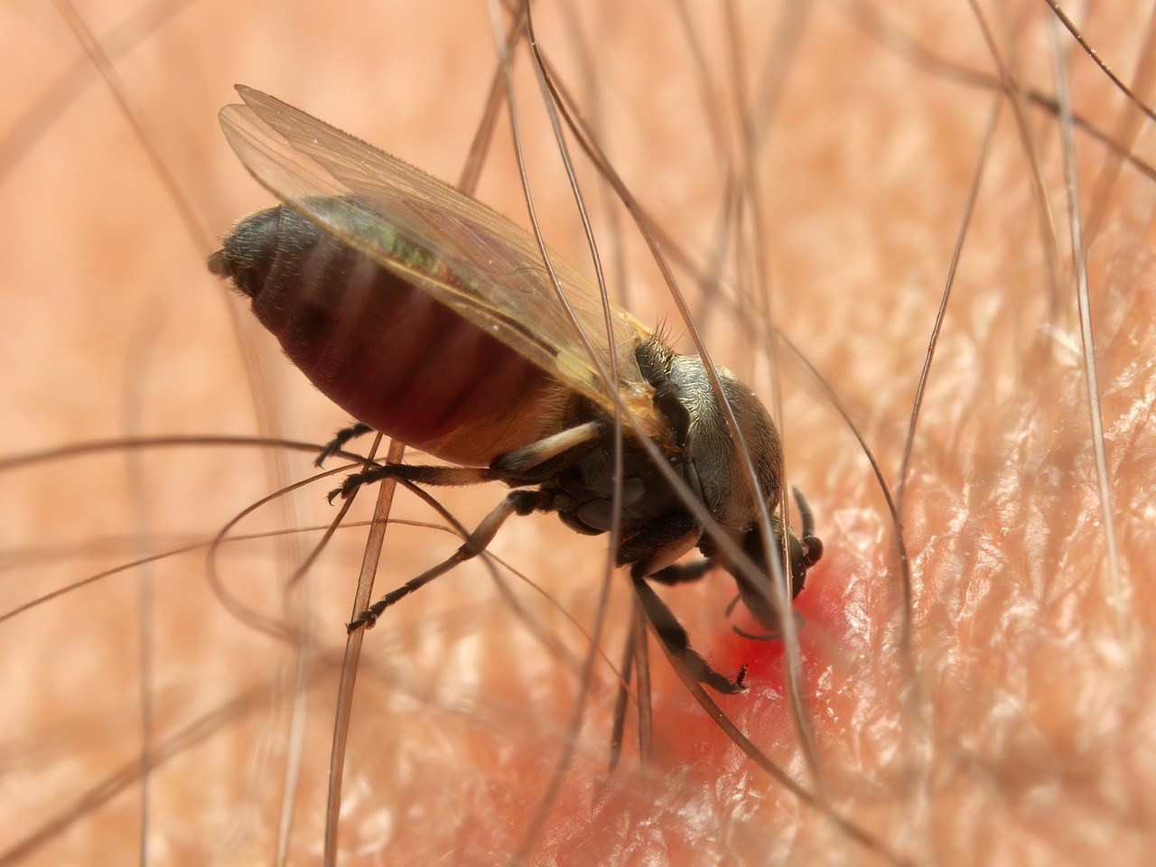 Smije li pas jesti rukolu? Je li sigurna za pse?