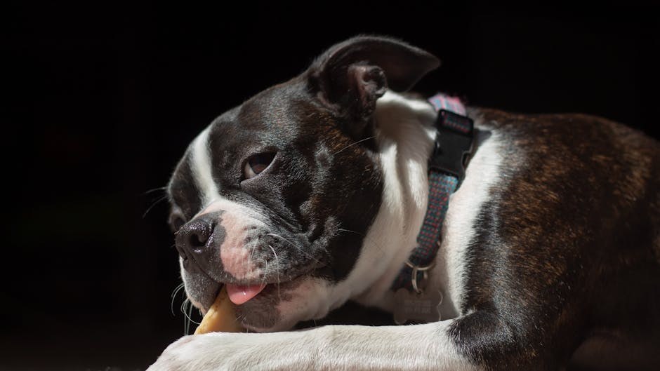 Cerebelarna degeneracija kod pasa: simptomi, uzroci i liječenje