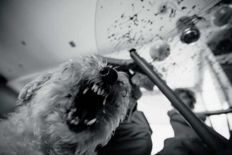 Cerebelarna degeneracija kod pasa: simptomi, uzroci i liječenje