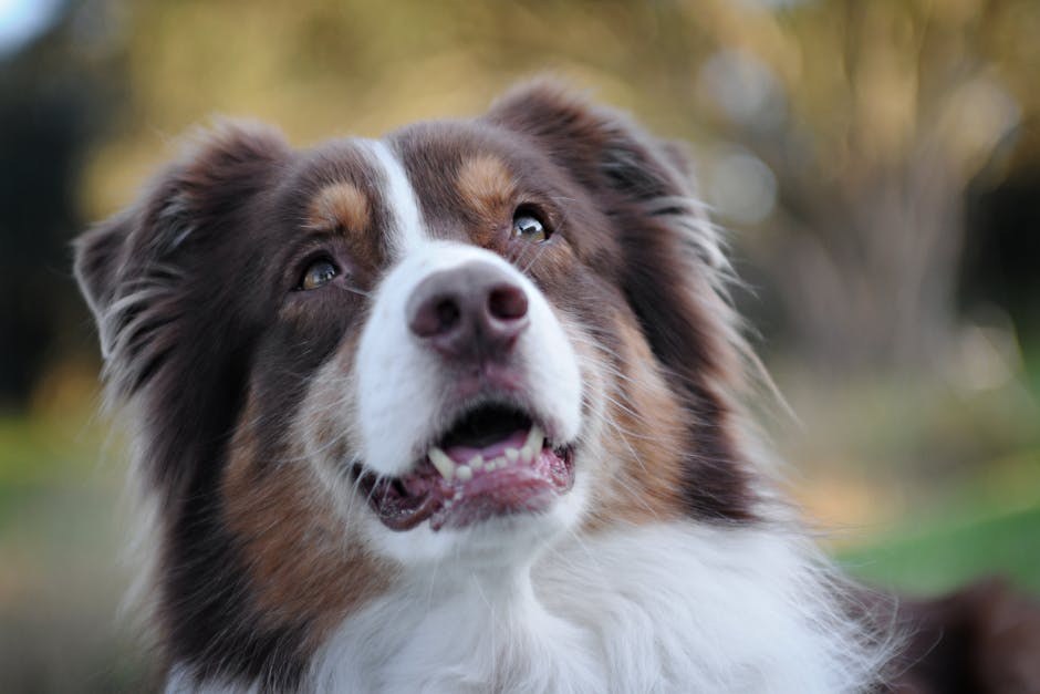 Cerebelarna degeneracija kod pasa: simptomi, uzroci i liječenje