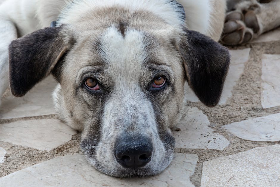 Smiju li psi jesti bob? Je li ova mahunarka sigurna za pse?