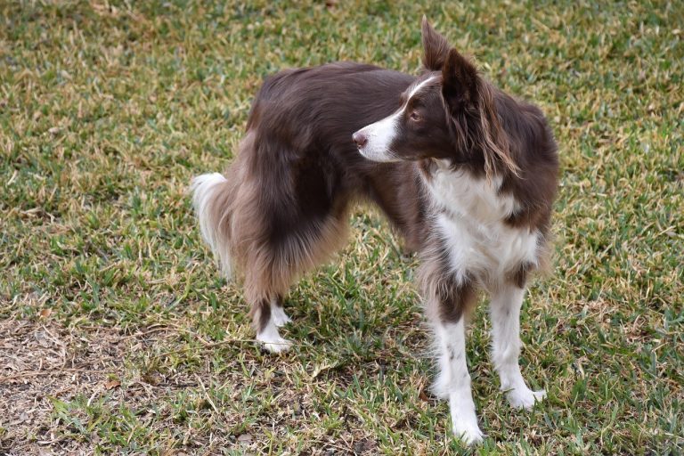 Smijem li psu dati Pepto Bismol - je li siguran?