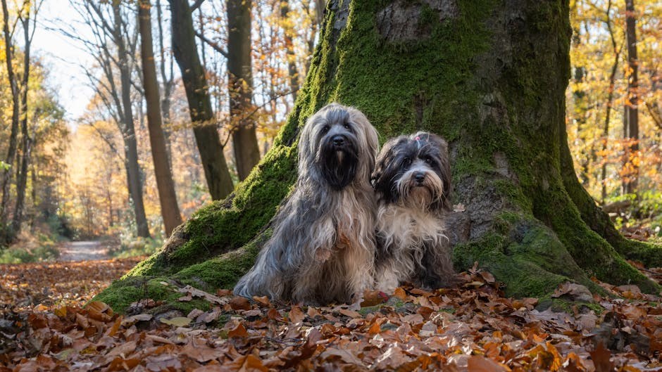 Atrijski septalni defekt kod pasa: simptomi, uzroci i liječenje
