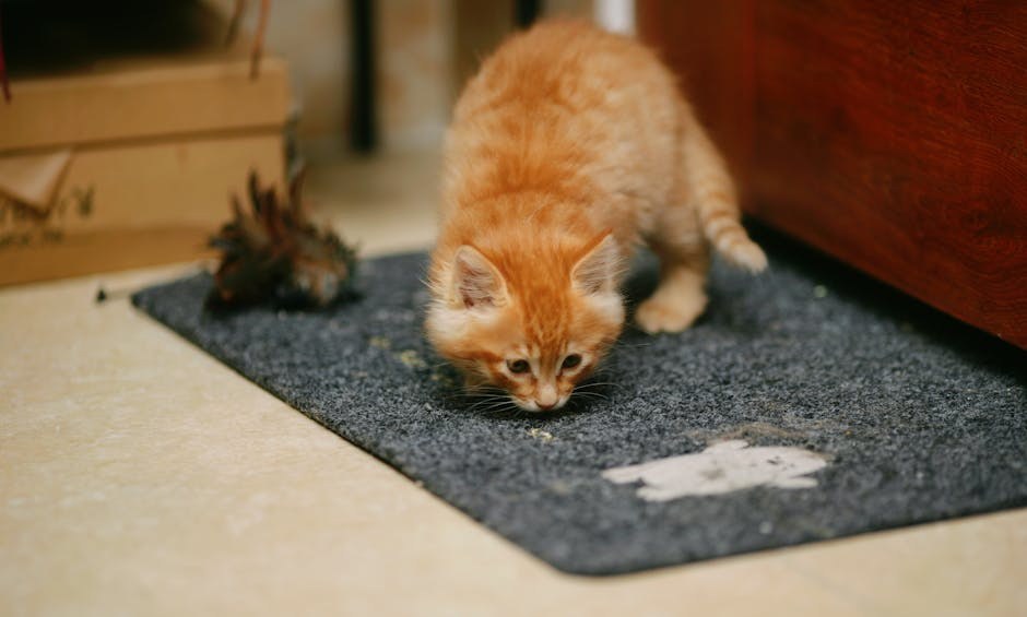 Kako su ljudi iz Save A Dog pomogli beagleu od 90 kilograma na putu mršavljenja