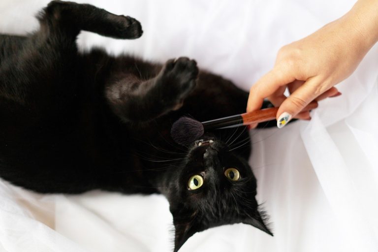 Zlatne duše, sijede njuške: 9 načina kako pomoći starijem psu koji gubi vid